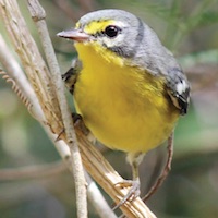 Adelaide's Warbler, in the US Virgin Islands; photo by Sean Rune