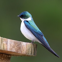 Golden Swallow perched on nest box; photo by Eladio Fernandez