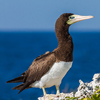 Brown Booby